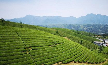 鍛造襄陽(yáng)高香茶品牌 藍(lán)溪茶業(yè)出口、內(nèi)銷(xiāo)相得益彰